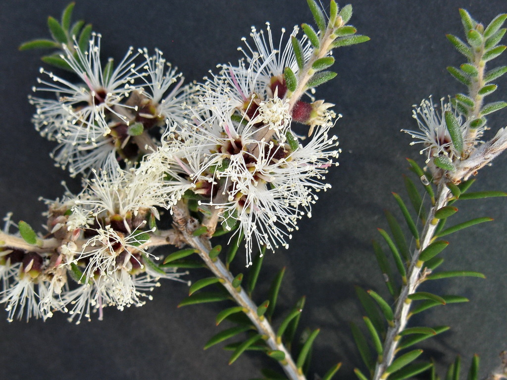 Melaleuca lanceolata (hero image)