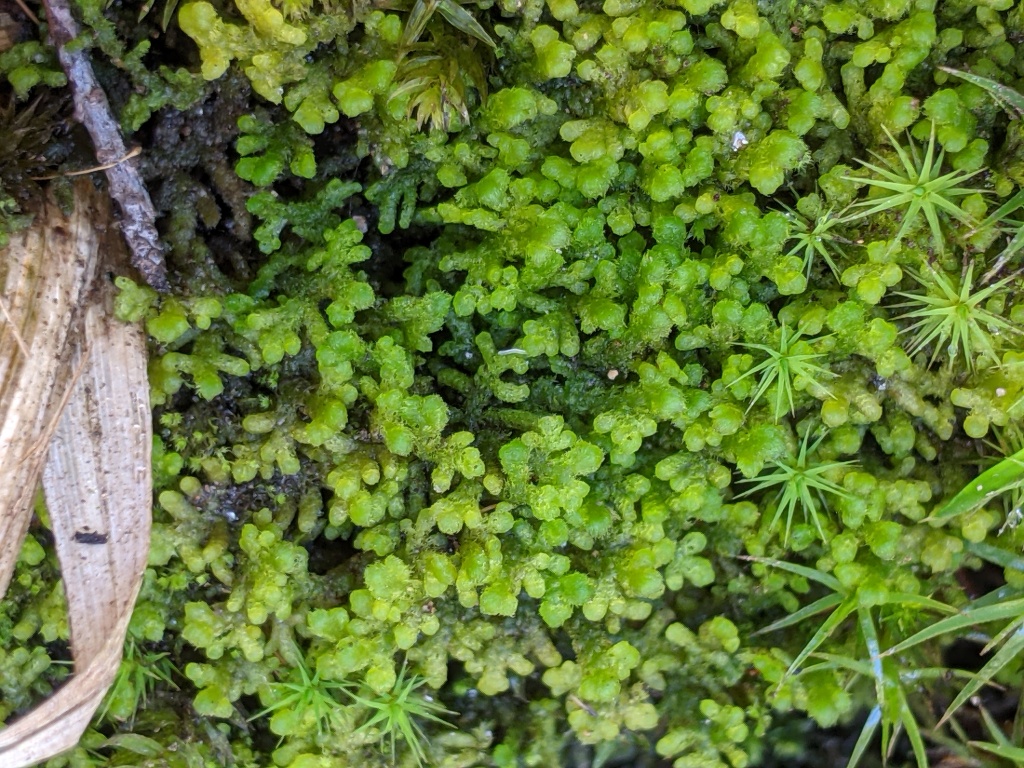 Trichocoleaceae (hero image)