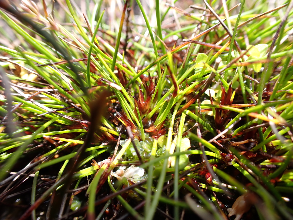 Schoenus calyptratus (hero image)