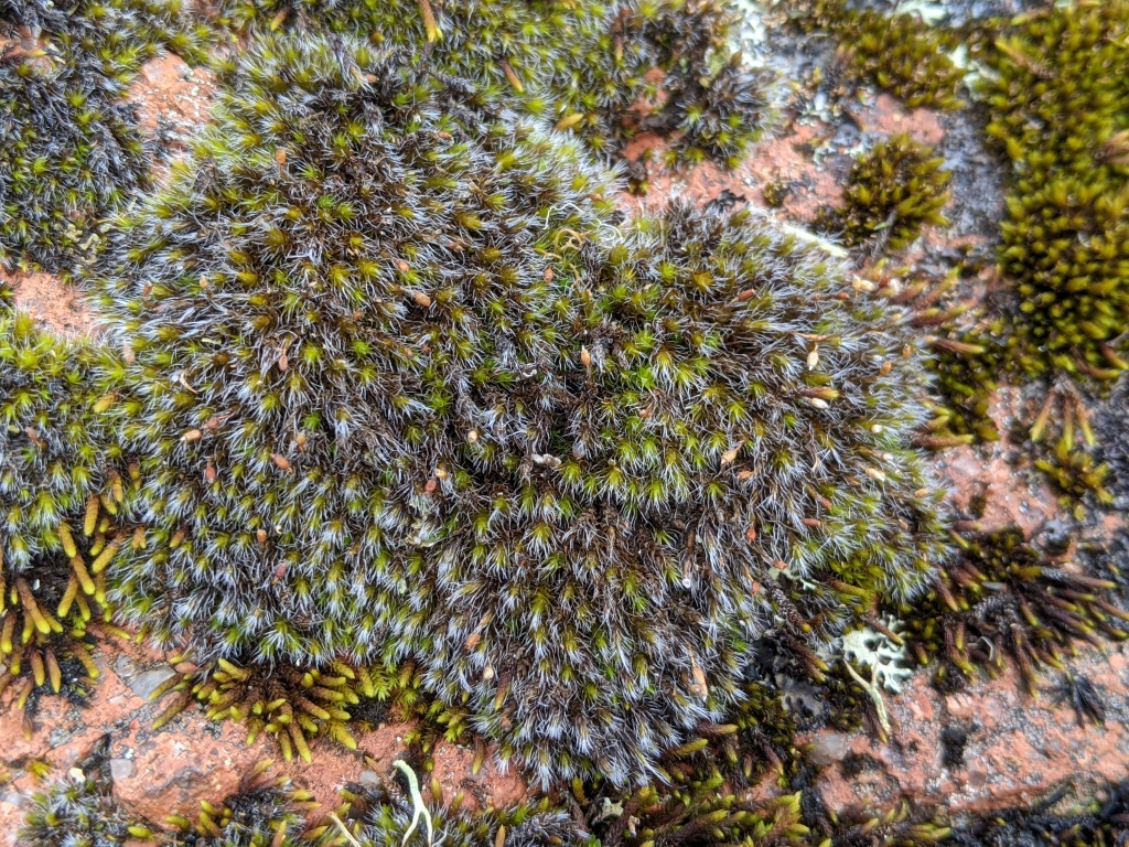 Grimmia (hero image)