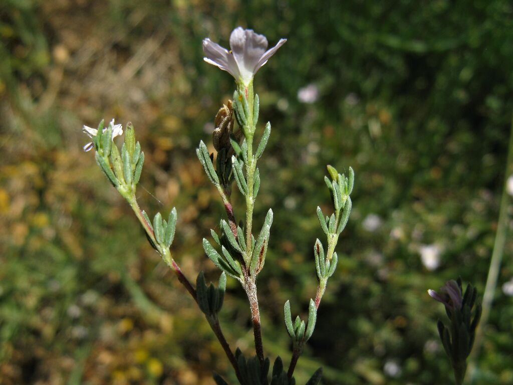 Frankenia pauciflora (hero image)