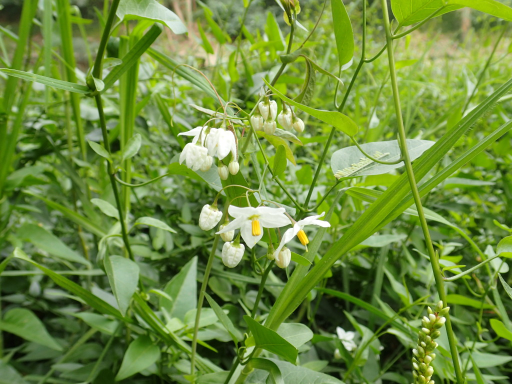 Solanum laxum (hero image)