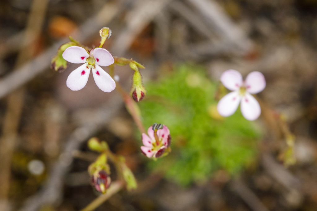 Stylidium (hero image)