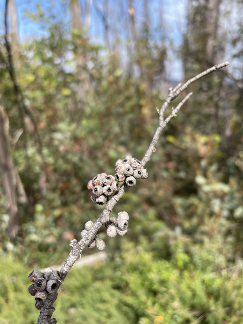 Eucalyptus forresterae (hero image)