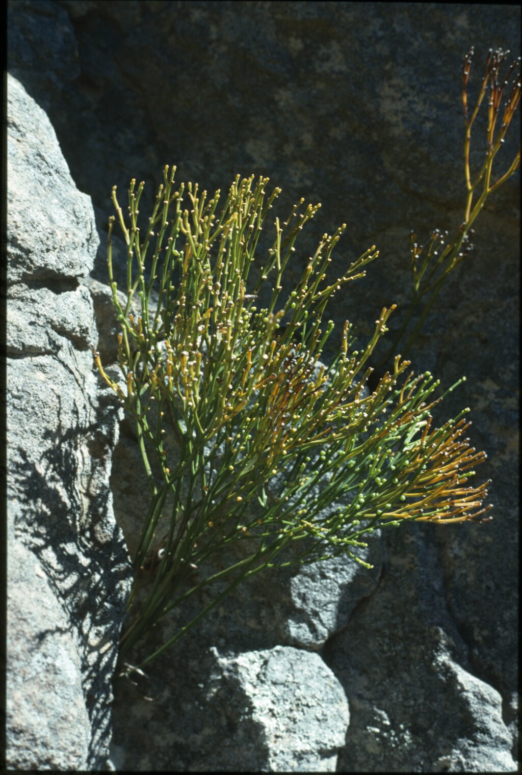 Psilotaceae (hero image)