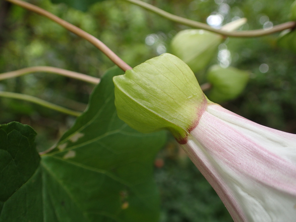 Calystegia silvatica (hero image)