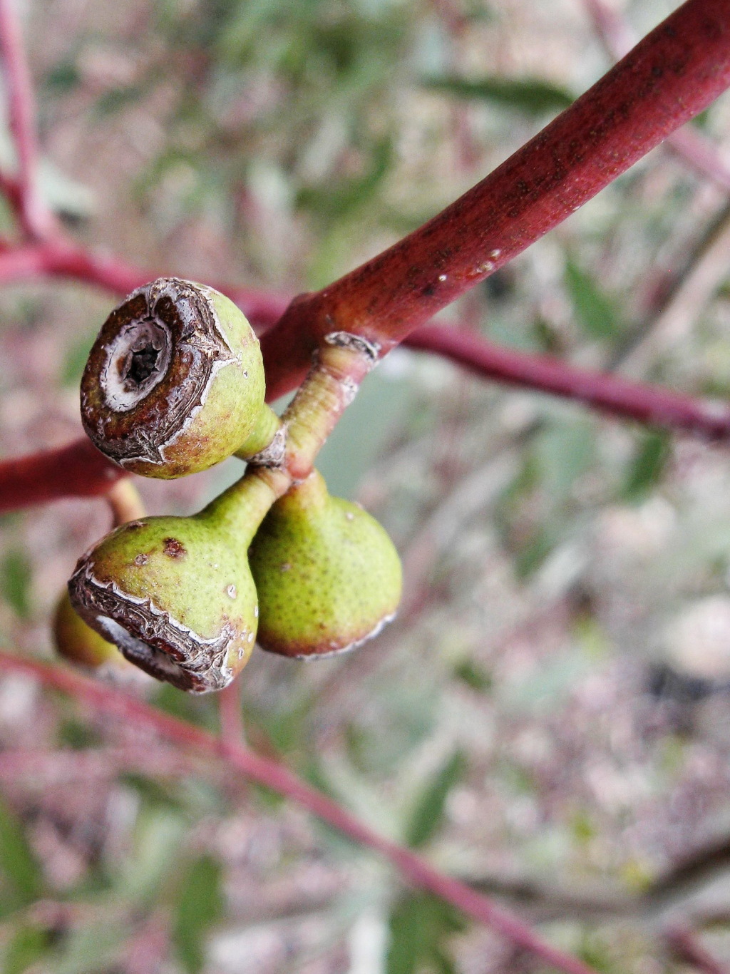 Eucalyptus leucoxylon subsp. stephaniae (hero image)