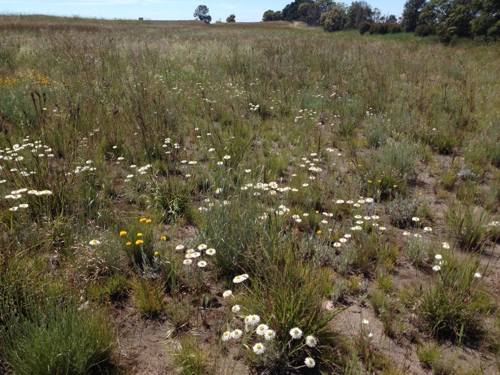 Leucochrysum albicans subsp. tricolor (hero image)