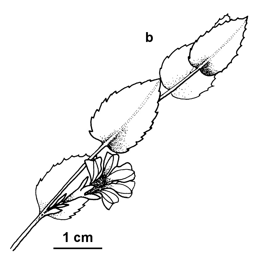 Goodenia benthamiana (hero image)