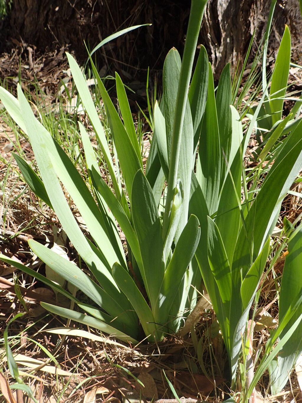 Iris germanica (hero image)