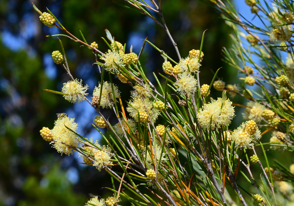 Melaleuca uncinata (hero image)