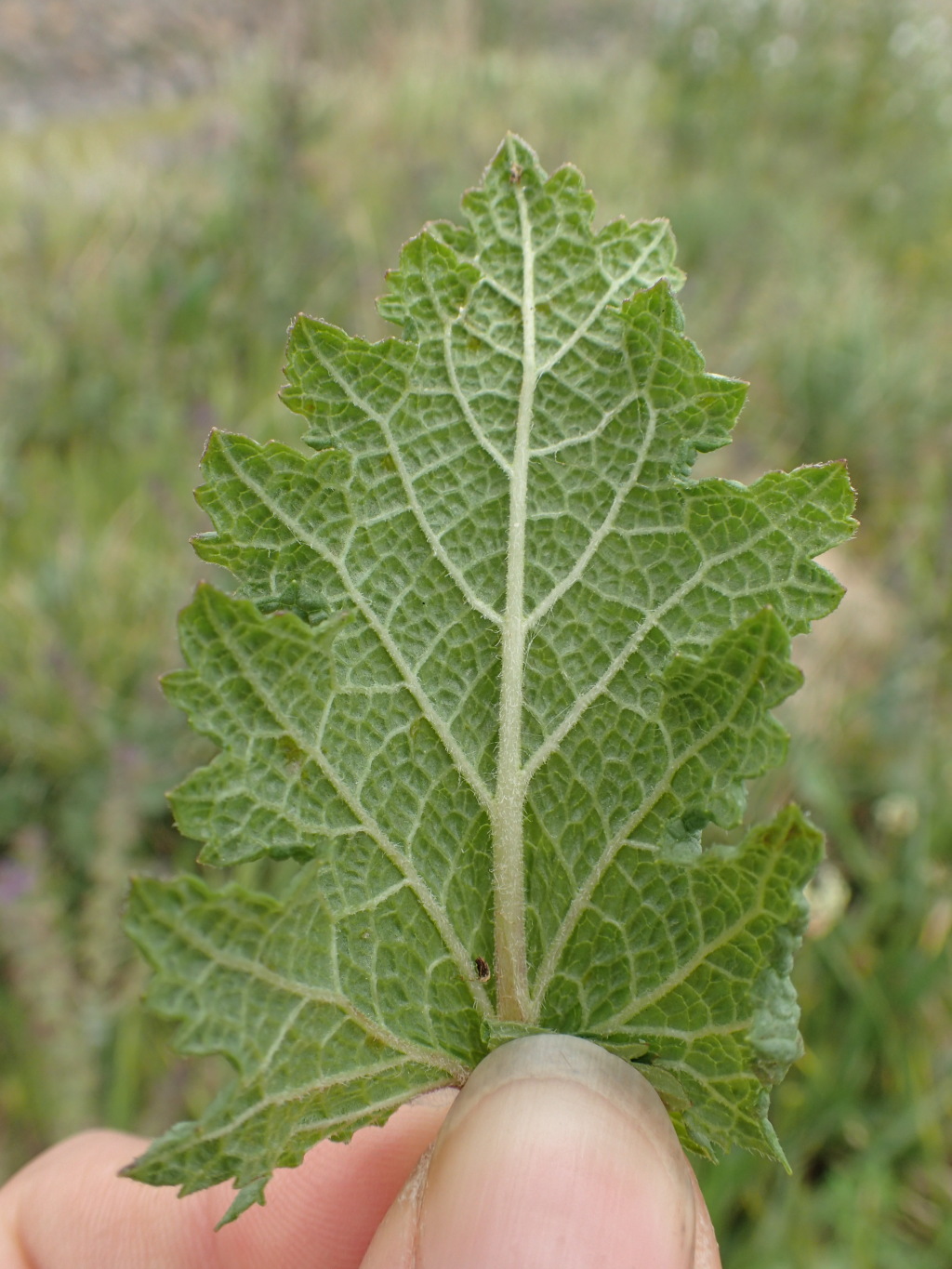 Salvia verbenaca var. verbenaca (hero image)