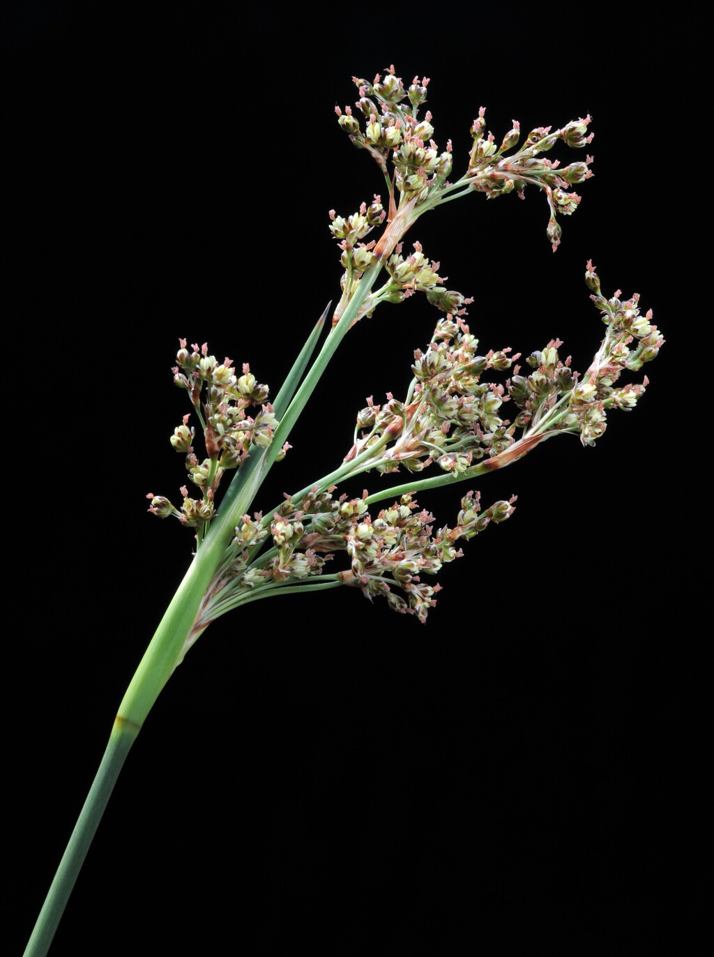 Juncus acutus (hero image)