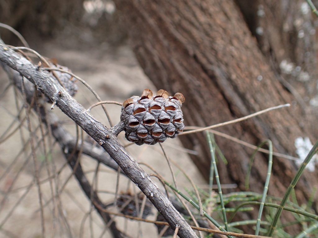 Allocasuarina muelleriana (hero image)