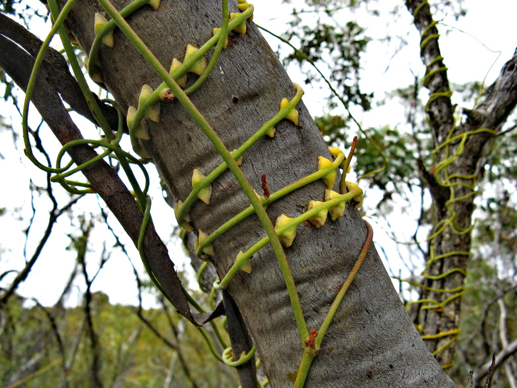 Lauraceae (hero image)