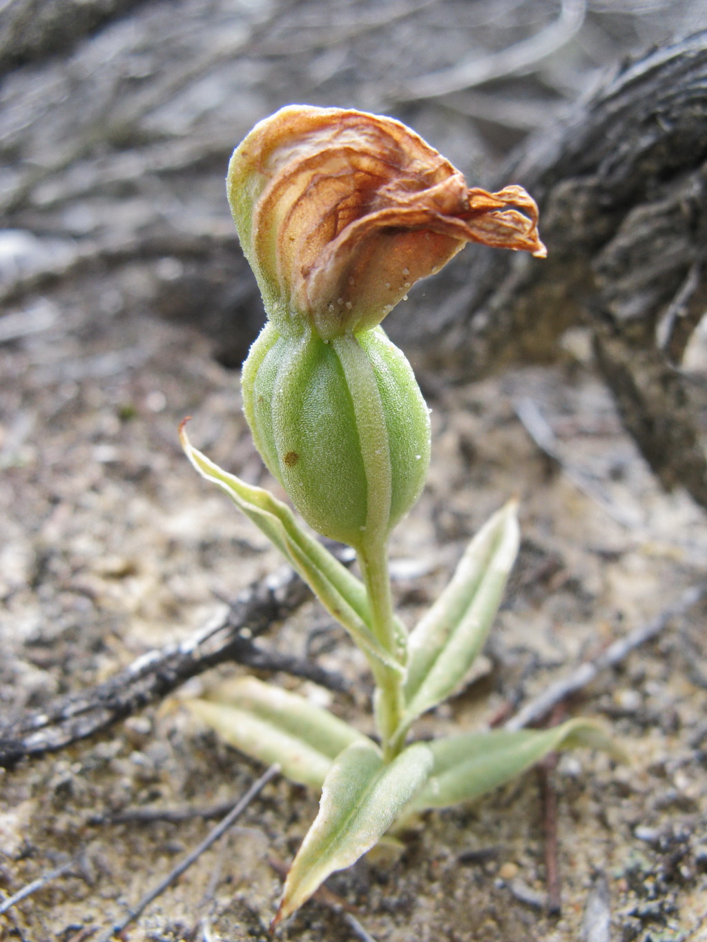 Pterostylis sanguinea (hero image)