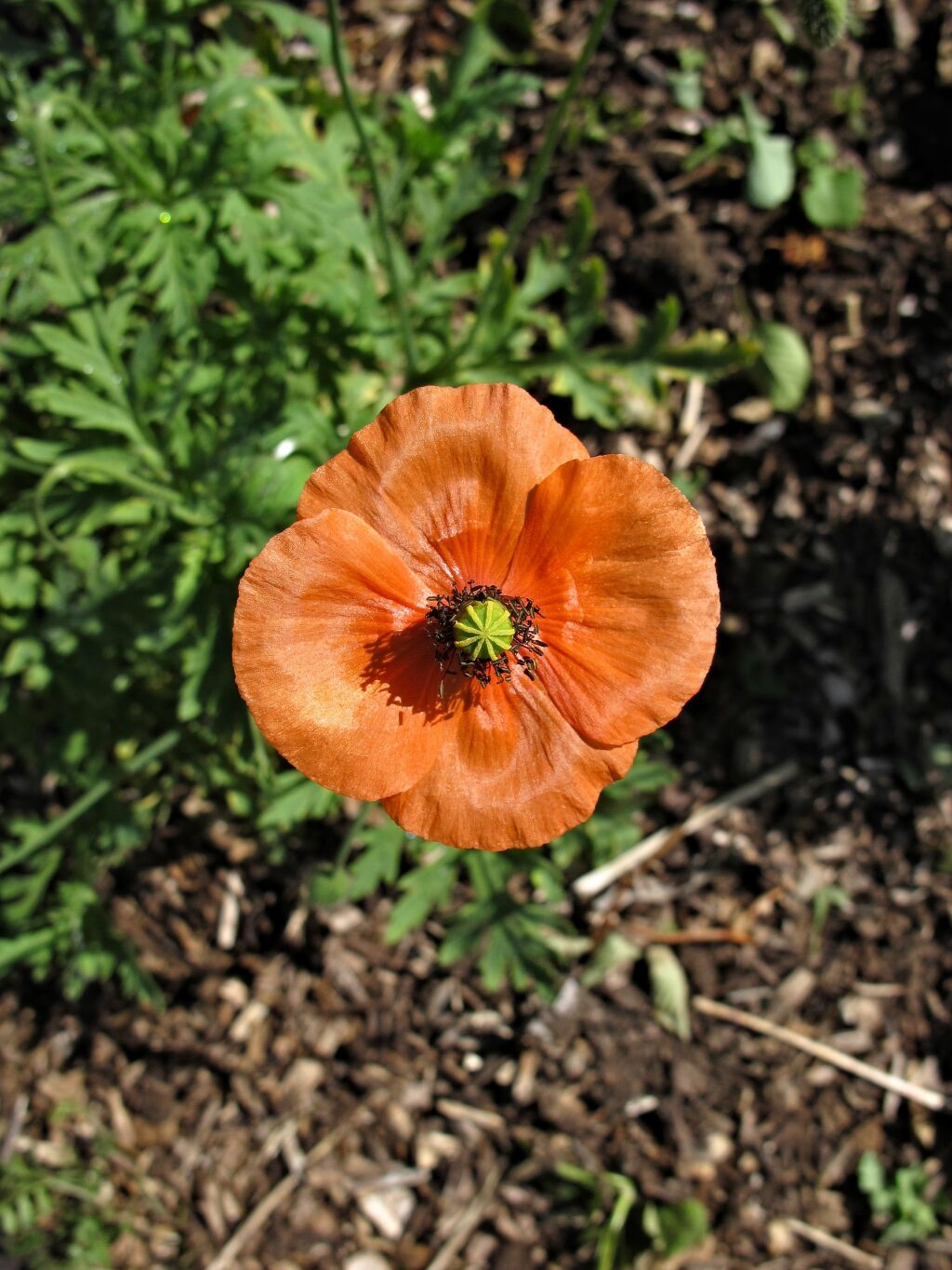 Papaver dubium (hero image)