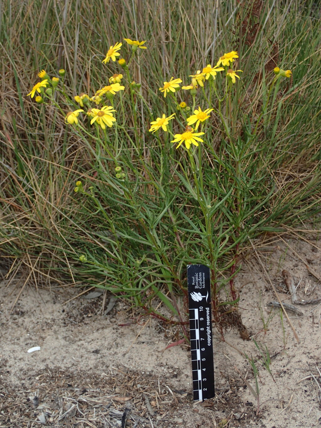 Senecio spanomerus (hero image)