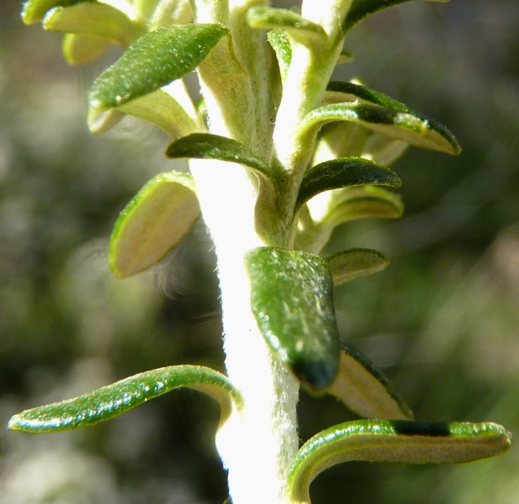 Ozothamnus alpinus (hero image)