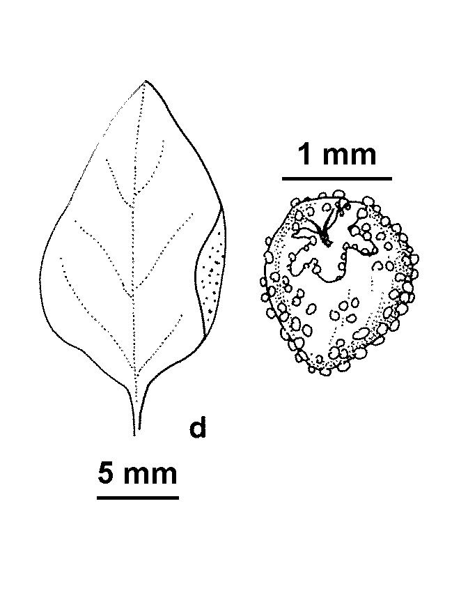 Chenopodium vulvaria (hero image)