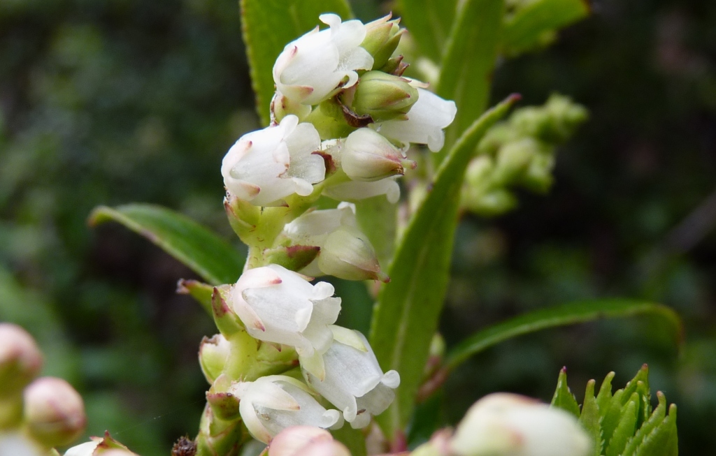 Gaultheria appressa (hero image)