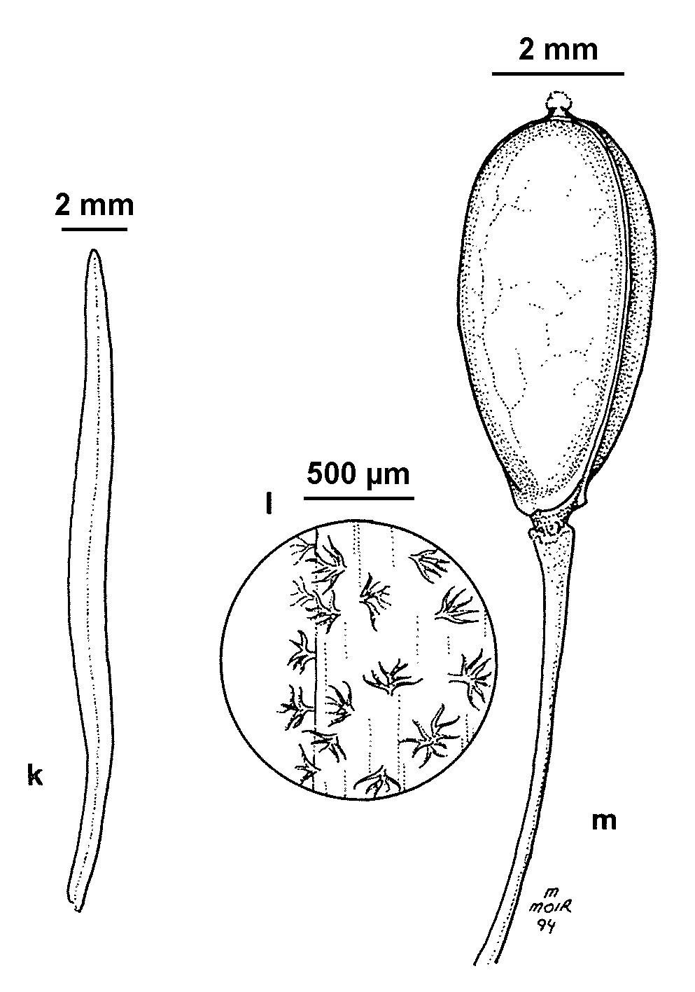 Stenopetalum velutinum (hero image)