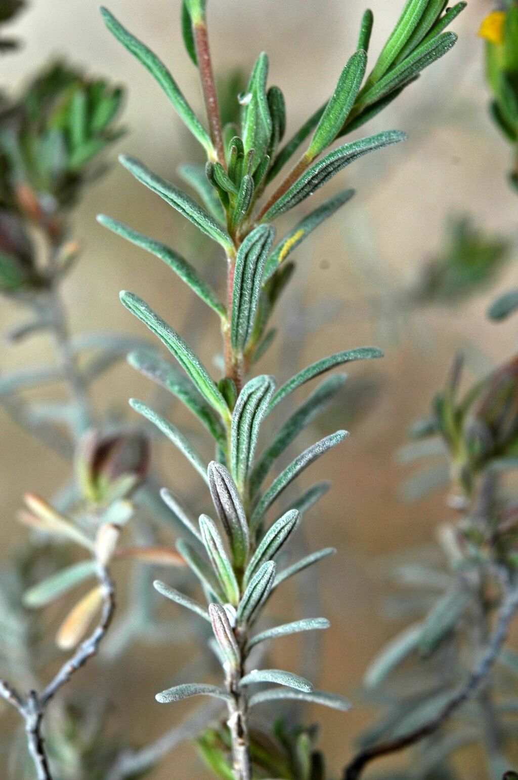 Hibbertia crinita (hero image)
