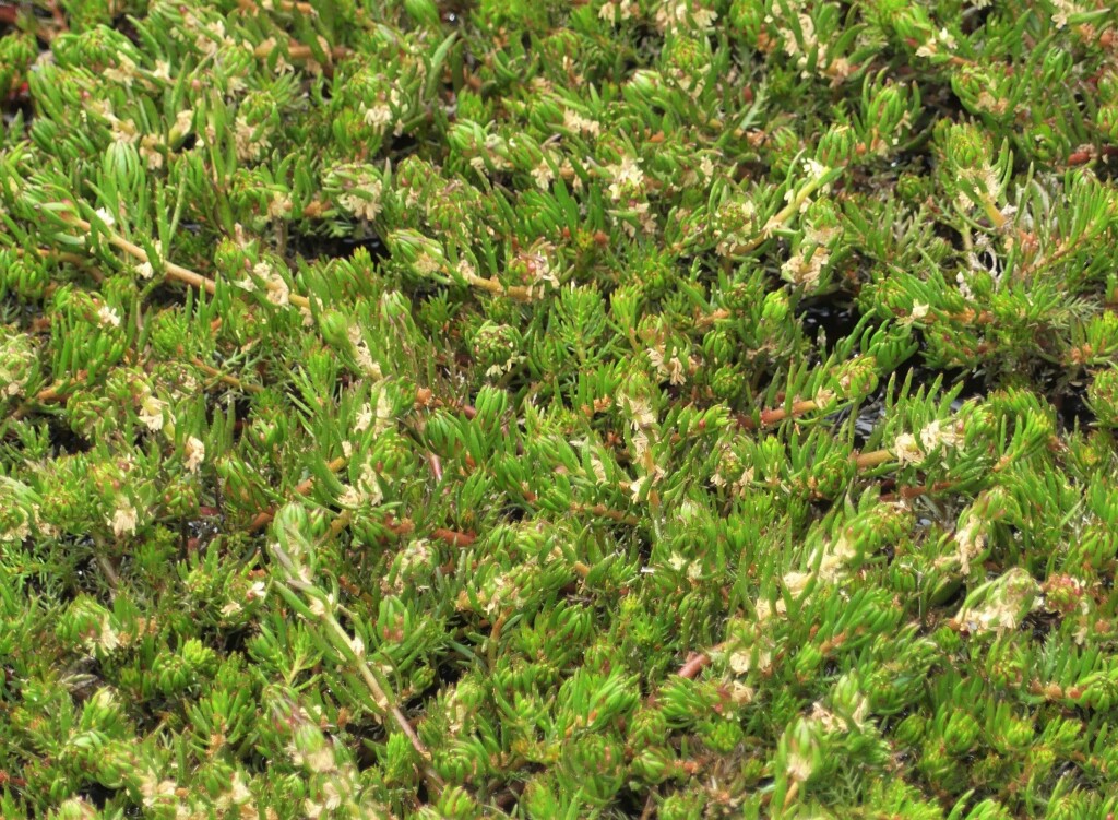 Myriophyllum variifolium (hero image)