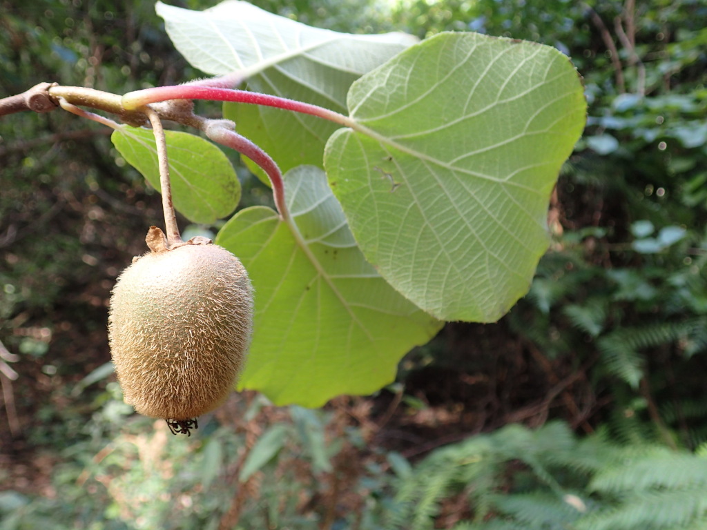 Actinidia chinensis (hero image)