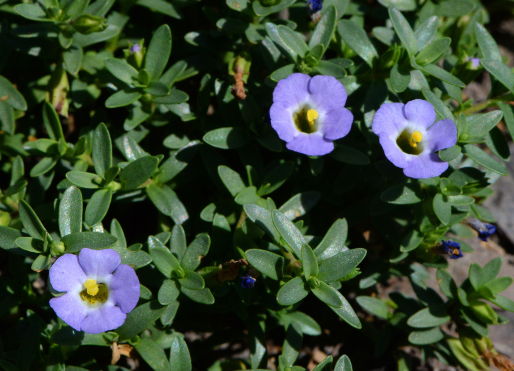 Elacholoma prostrata (hero image)