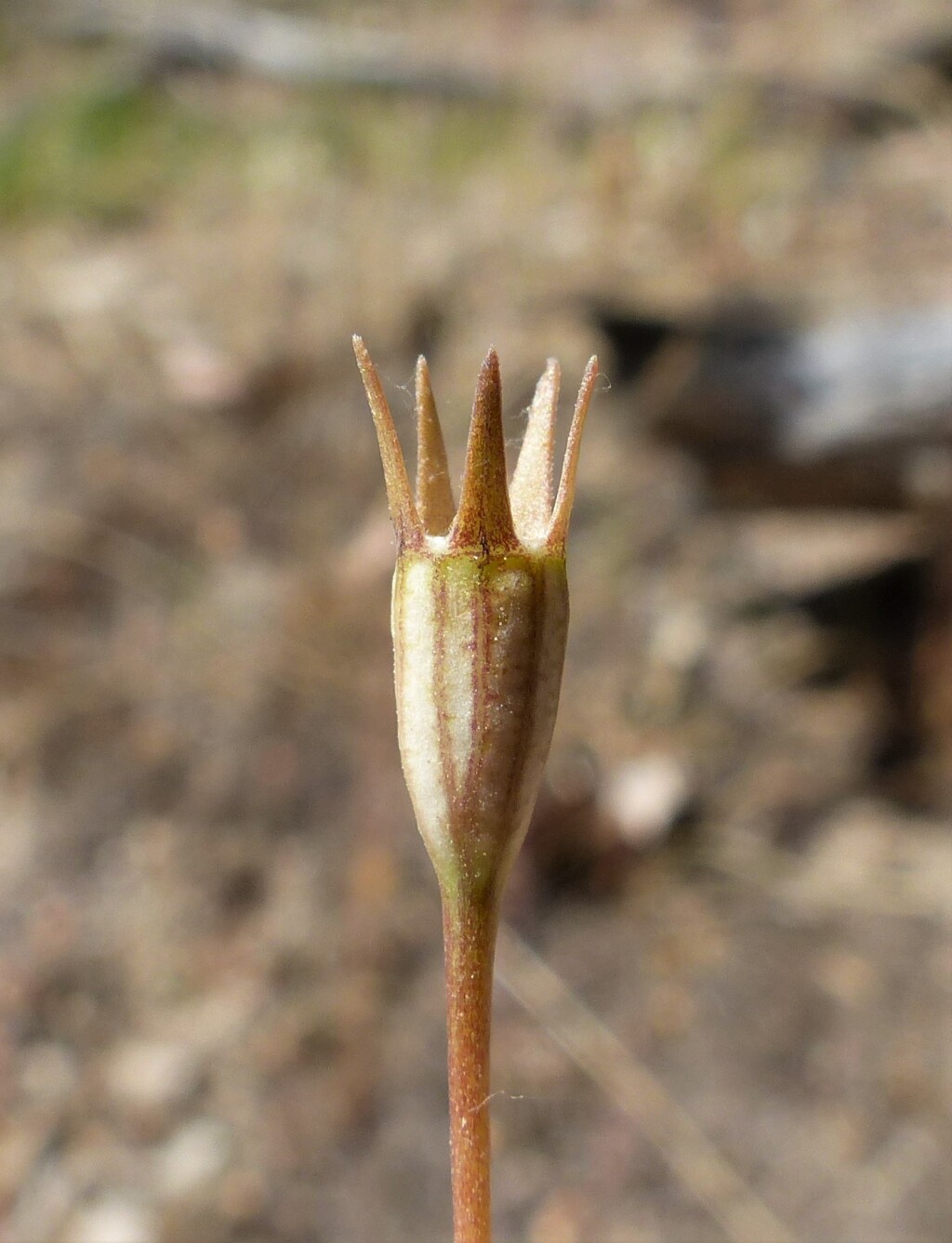 Wahlenbergia capillaris (hero image)