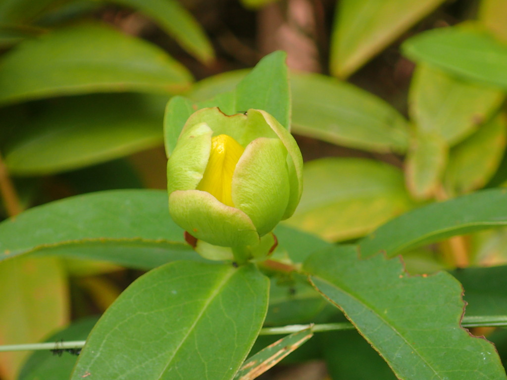 Hypericum calycinum (hero image)