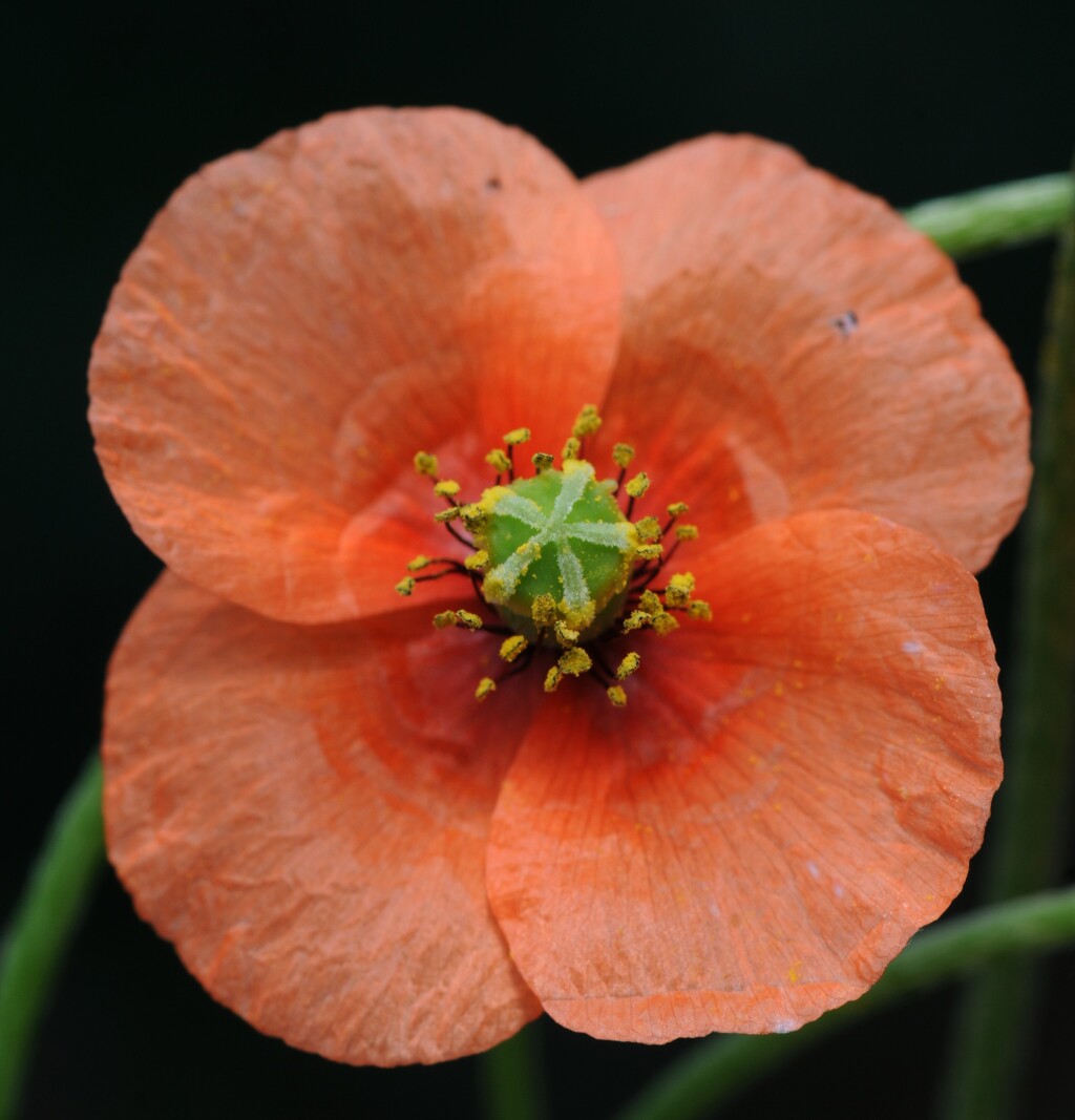 Papaver (hero image)