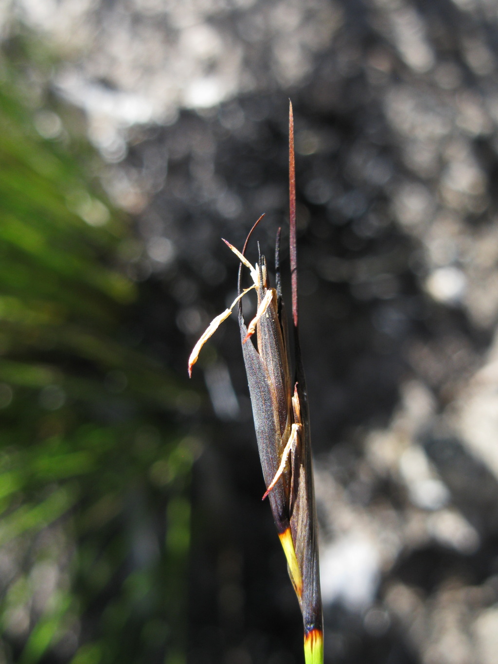 Lepidosperma carphoides (hero image)