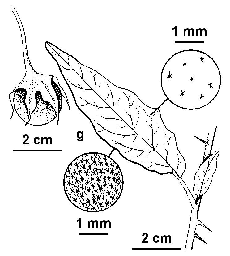 Solanum silvestre (hero image)