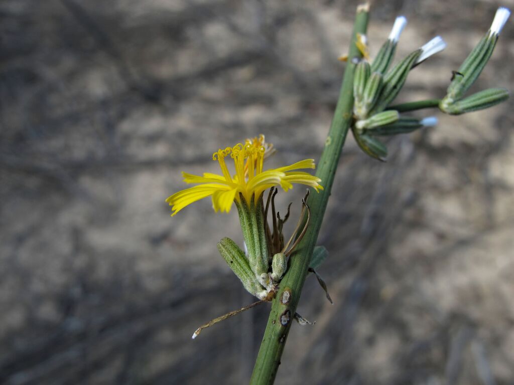 Chondrilla (hero image)