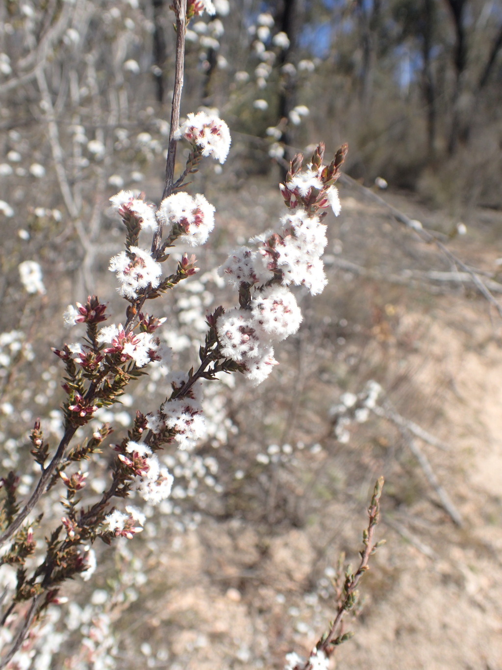 Styphelia attenuata (hero image)