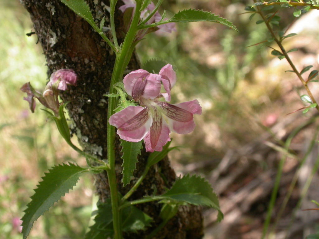 Goodenia macmillanii (hero image)