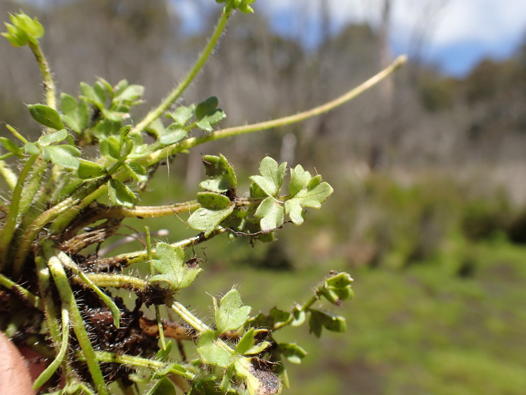 Ranunculus pimpinellifolius (hero image)