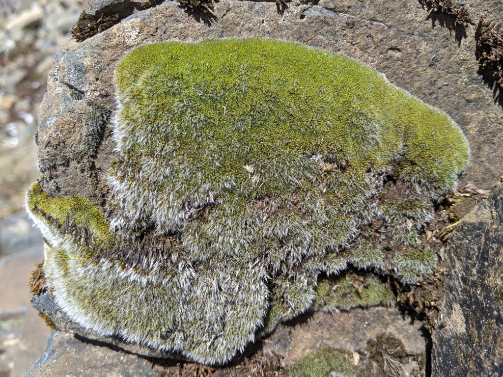 Grimmia (hero image)