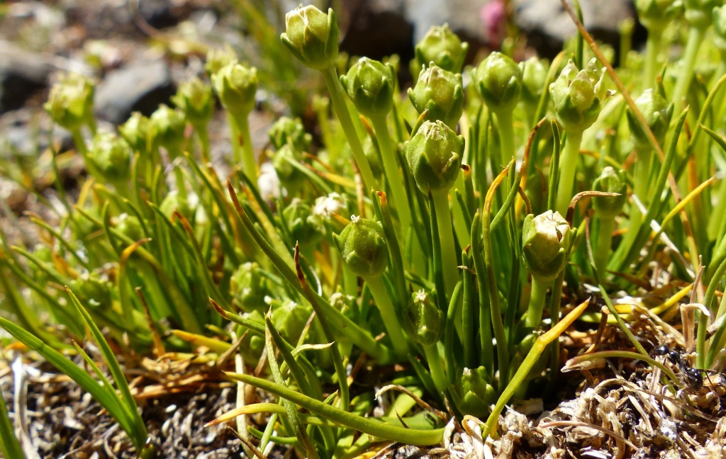 Colobanthus (hero image)