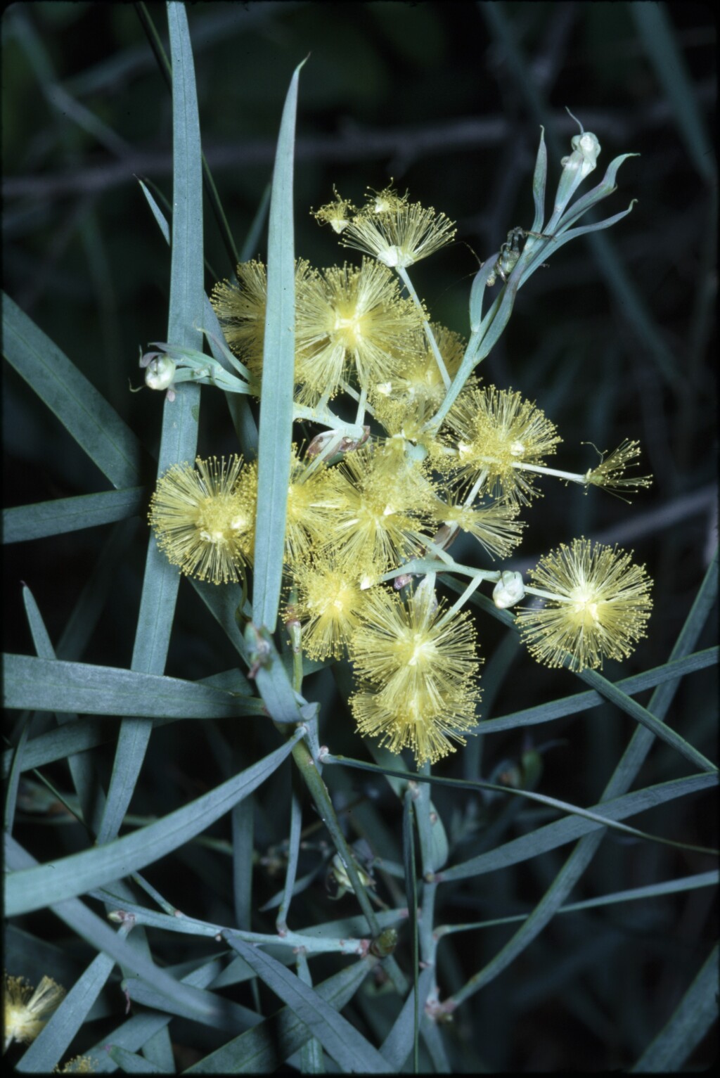 Acacia iteaphylla (hero image)