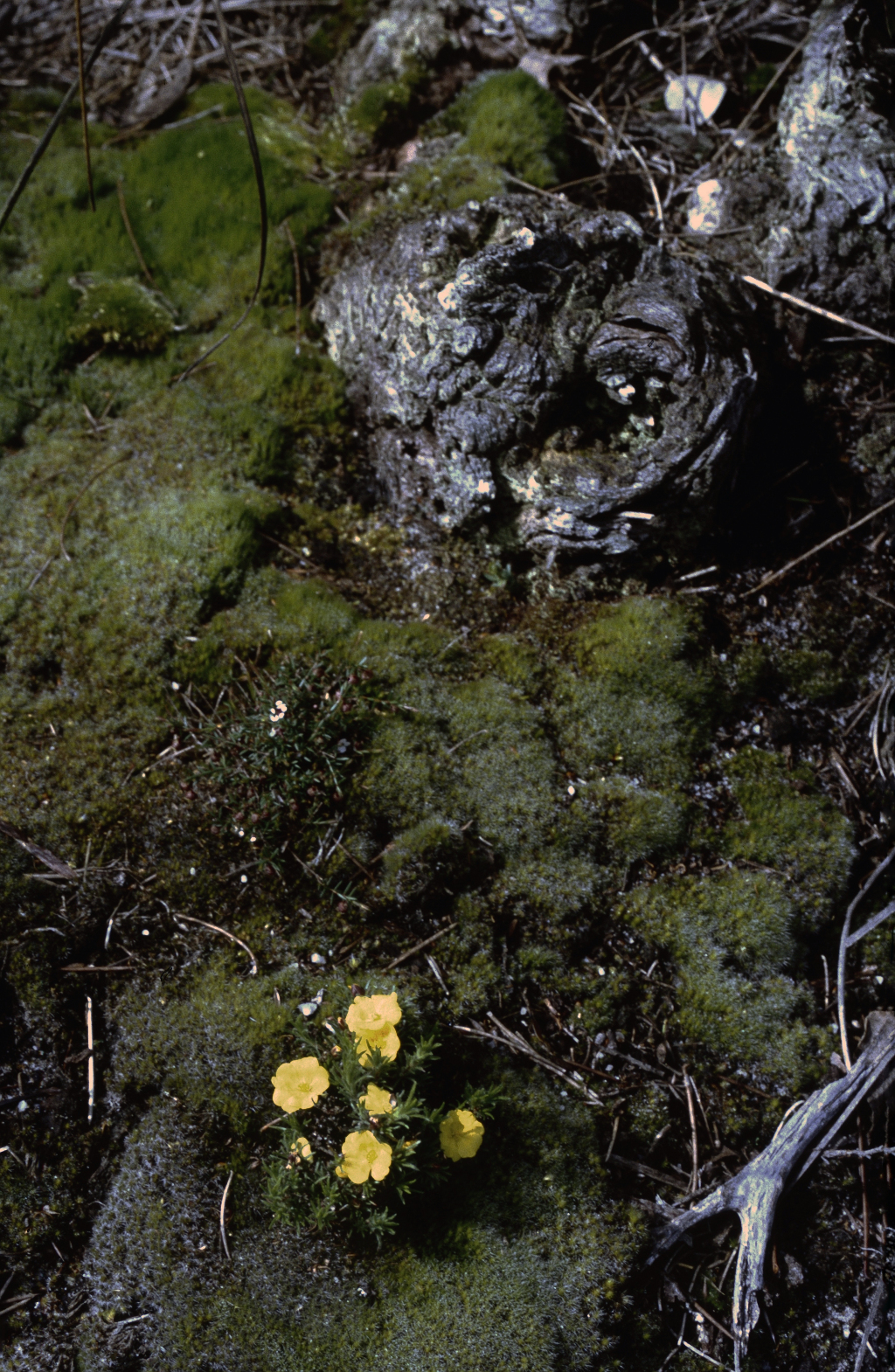 Hibbertia procumbens (hero image)