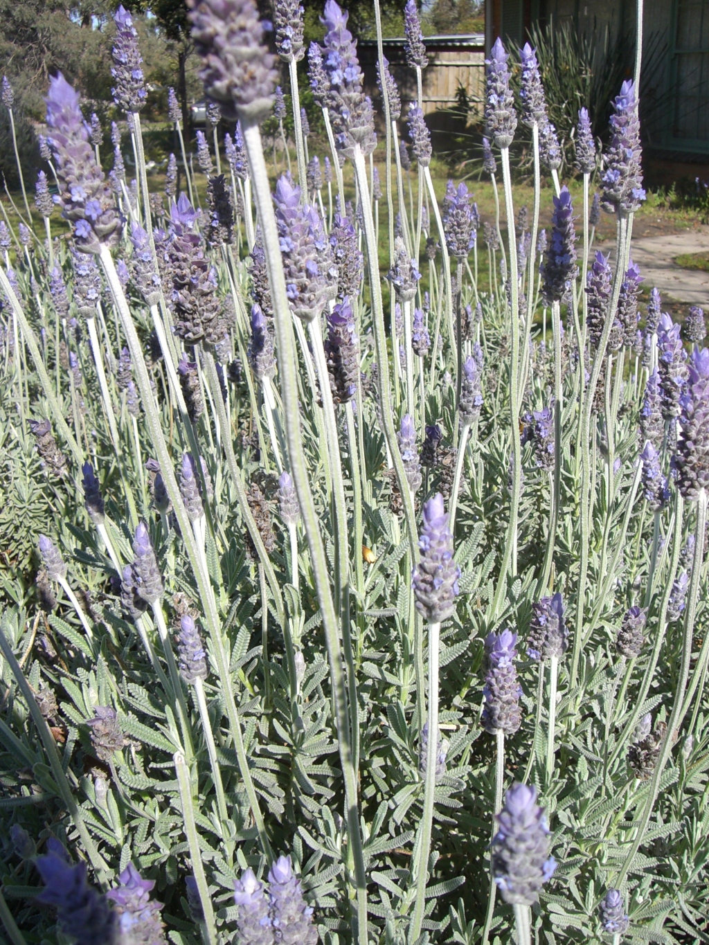 Lavandula dentata (hero image)