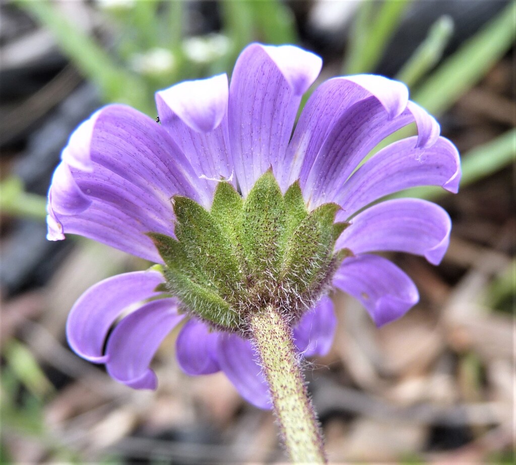 Calotis scabiosifolia var. integrifolia (hero image)