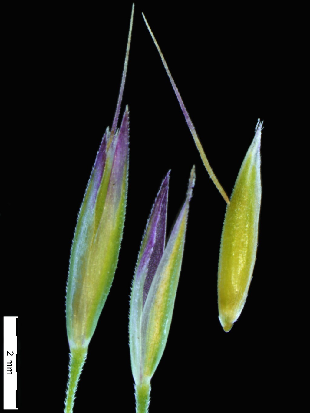 Deyeuxia carinata (hero image)