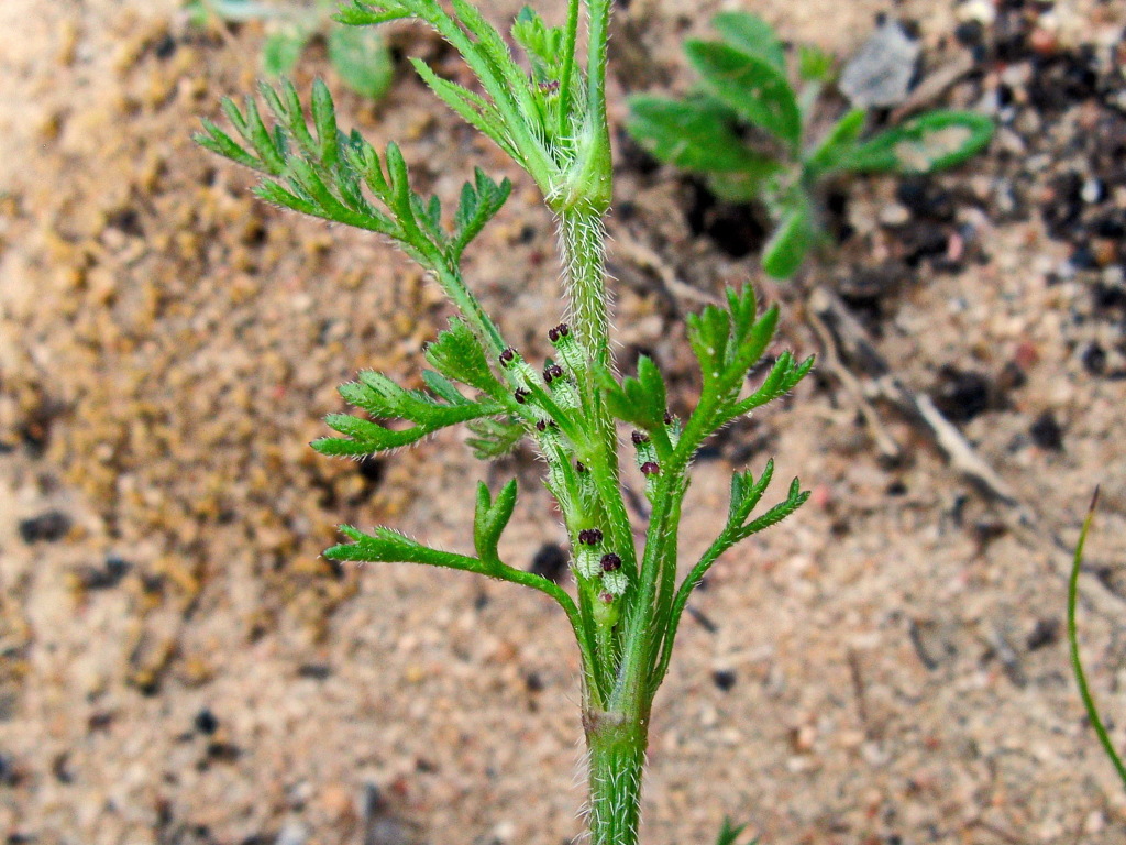 Daucus glochidiatus (hero image)