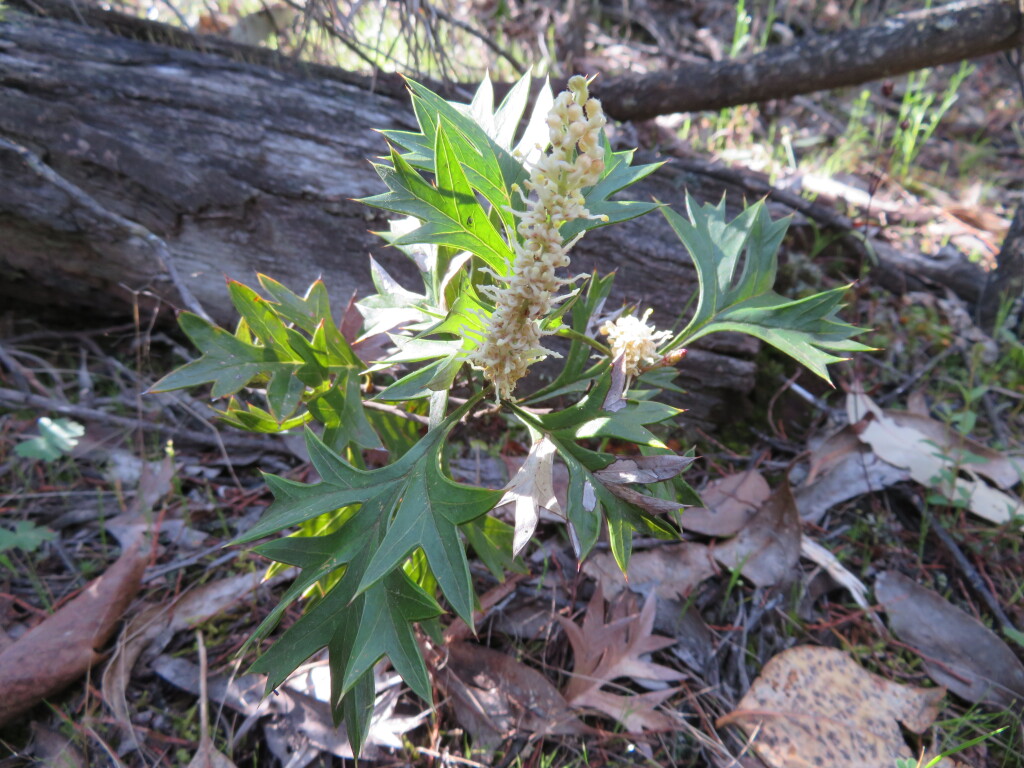 Grevillea ramosissima (hero image)