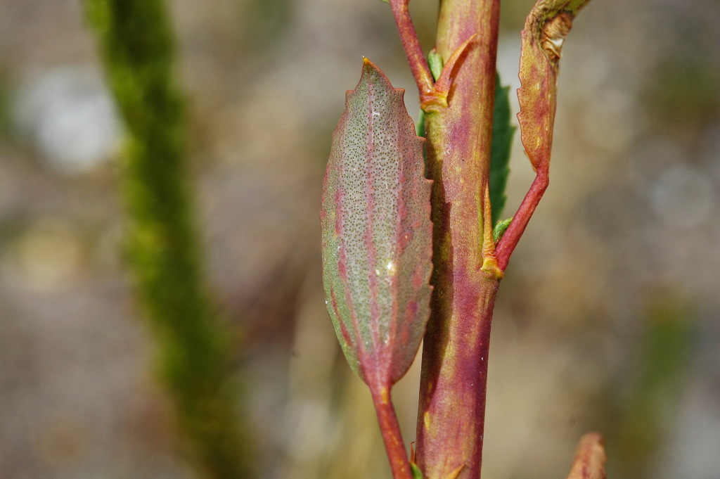 Lawrencia spicata (hero image)