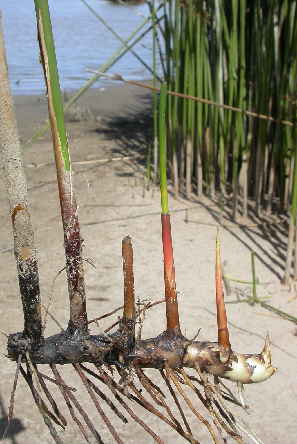 Juncus ingens (hero image)